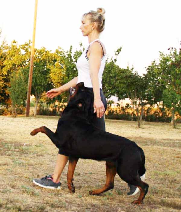 φροντίδα rottweiler