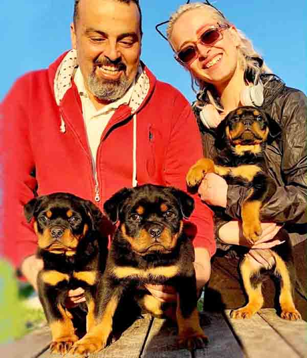 Κουτάβια Rotties