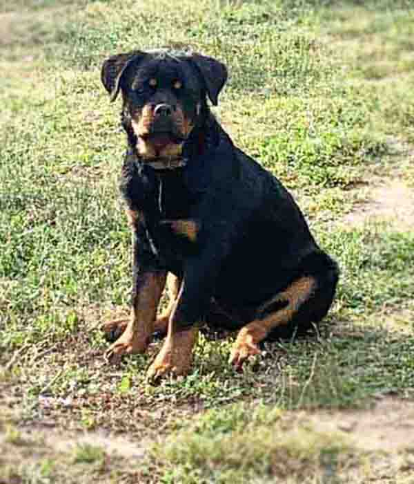Rottweiler Puppy Rottweiler Puppy