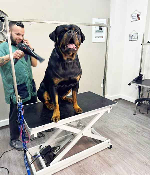 φροντίδα του σκύλου φροντίδα του σκύλου